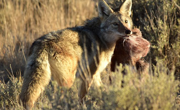 coyote removal La Mesa