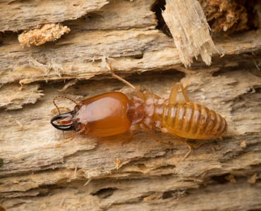 formosan termite extermination