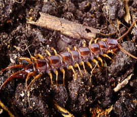 centipede pest control san diego