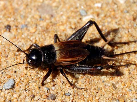cricket pest control san diego