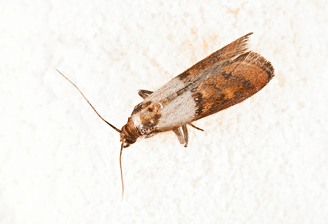 pantry moth pest control san diego