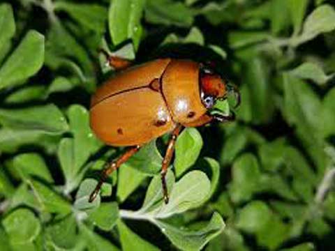 beetle pest control san diego