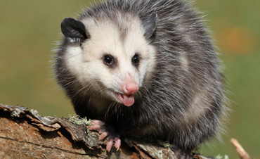 opossum removal san diego
