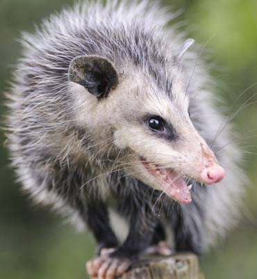 opossum control san diego