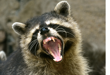raccoon removal Spring Valley