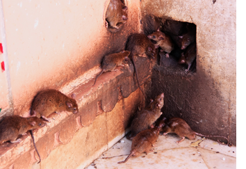 rodent removal Otay Mesa